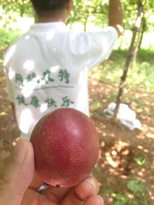 百香果为什么三年要换苗 一株百香果爬多大面积