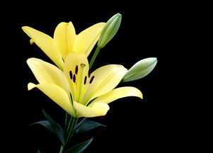 百合籽是百合的果实么 百合籽的副作用