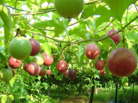 百香果一年结几次 百香果寿命有几年