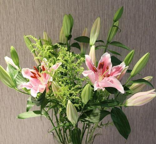 百合花种子在哪个部位 百合开花后有种子吗图片