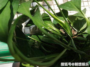 百合竹浇水的正确方法 百合竹缺水的表现