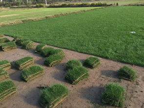 百慕大草坪冬天常绿吗 百慕大草坪夏天会死吗