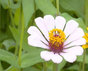百日草的寓意和象征着 百日草吉利吗
