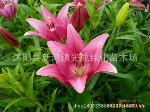 百合长什么样子 百合植物图片