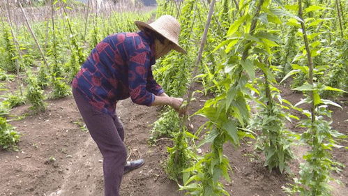 百部种植是不是骗局 百部种植几年才能收获