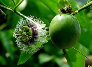 百香果开花后就掉了是什么原因 百香果公花和母花图片