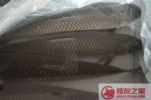 皖鱼是鲩鱼吗是误读吗 皖鱼读wan还是huan