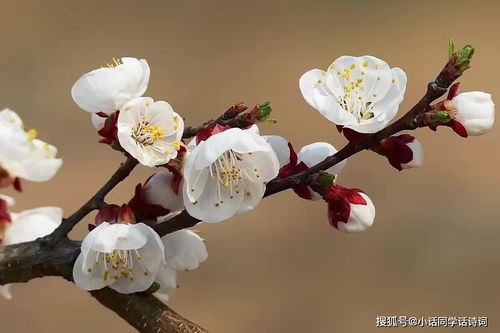 的杏花前面填什么词语 什么杏花填合适的词语