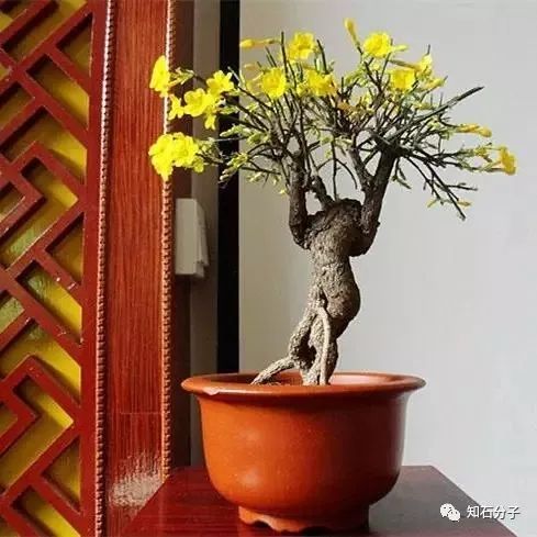 盆景四大名树 四大盆景之首