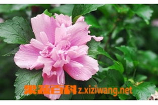 盆栽木槿花养殖方法 木槿花夏天可以暴晒吗