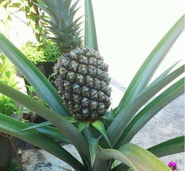 盆栽菠萝几年结果 菠萝可以重复长果吗