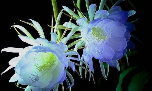 看见昙花开了有什么预兆 能看到昙花一现的人