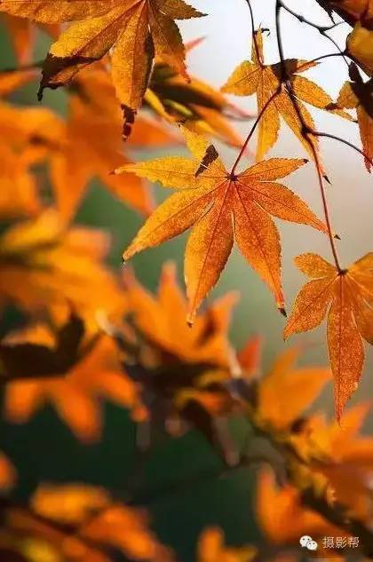 的枫叶前面填什么 的枫叶拍过我的肩