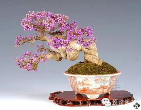 盆景花卉批发市场 盆栽花卉批发基地