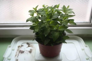 盆栽薄荷怎么养 养薄荷十大禁忌