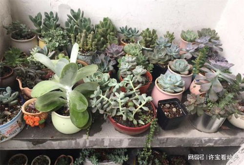 盆栽过安检要拿出来吗 绿植能过火车安检吗