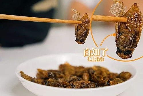 知了一只多少元 拿什么喂知了