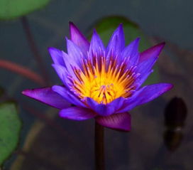 睡莲发圈配文案 一朵治愈的睡莲说说文案