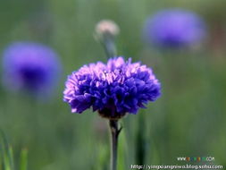 矢车菊的会毒死人吗 矢车菊养家里吉利吗