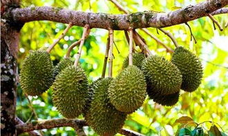 矮化榴莲树多高可以结果 有矮化的榴莲品种吗