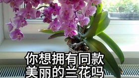 石斛兰水培方法 石斛兰水培视频