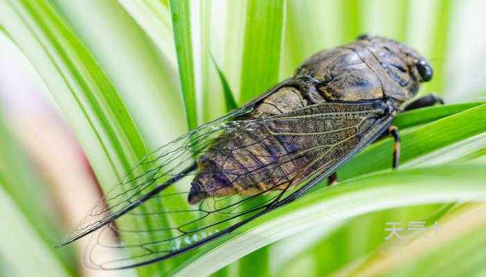 知了和蝉有什么区别 蝉和知了的区别图片