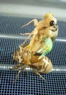 知了扎人有毒吗 知了嘴上的针扎人