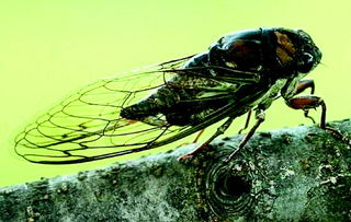 知了和蝉是一个东西吗 蝉的一生四个阶段