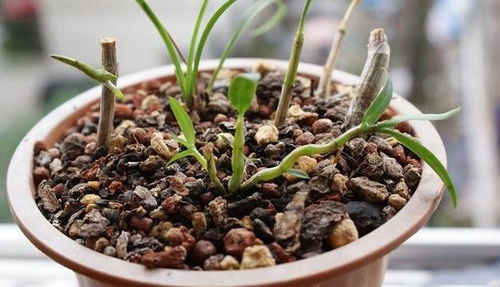 石斛怎么扦插繁殖 石斛扦插最佳时间