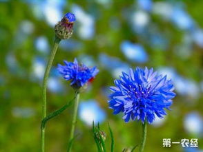 矢车菊冬天会冻死吗 矢车菊的危害有多大