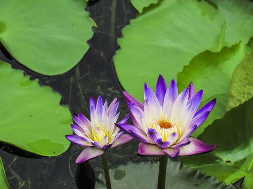 睡莲全部在水里会死吗 睡莲可以一直泡在水里吗