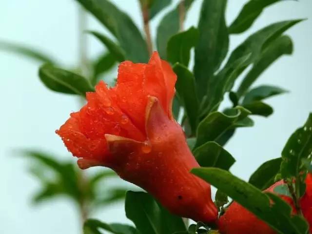 石榴什么季节开花 石榴花为什么不吉利