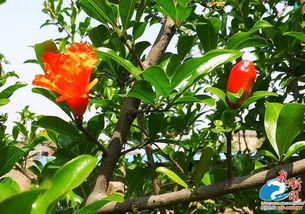 石榴树7月份开花正常吗 石榴树八月开花怎么回事