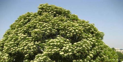 石楠花是哪个市的市花 石楠花为什么是精子味？