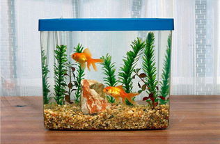 石斛能泡在水里养吗 石斛放在家中的风水说法