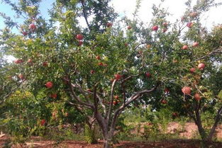 石榴树为什么要种两棵 家里种2棵石榴树有讲究