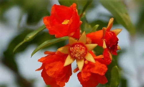 石榴花的象征意义 石榴花的隐喻有哪些