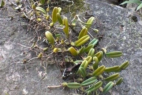 石橄榄小孩子可以喝吗 石橄榄对女人妇科的作用