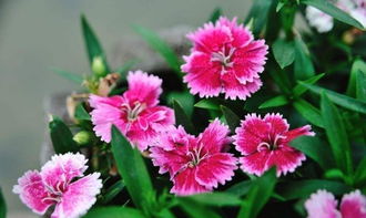 石竹花为什么不吉利 石竹花养家里吉利吗