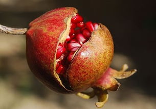 石榴解一正确生肖 石榴生木开特大的动物