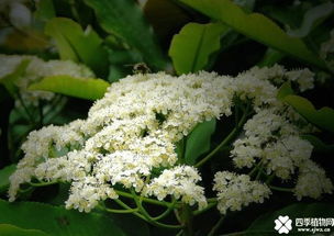 石楠花为什么女生闻了会害羞 石楠花为什么是精子味？