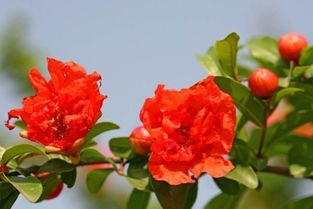 石榴树最迟几月开花 立秋后石榴树开花是啥情况