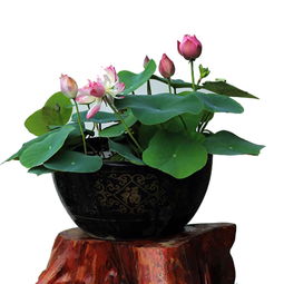 碗莲的芽尖要低于水面吗 碗莲的芽要全部泡水里吗
