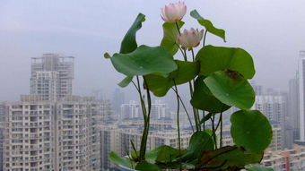 碗莲9月份还能种吗 一棵碗莲能活多久