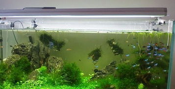 硫酸铜一亩水面用多少 硫酸铜治疗鱼病的用量