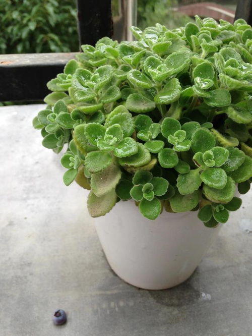 碰碰香夏天扦插能活吗 碰碰香插一片叶子能活吗