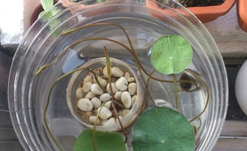 碗莲种子发芽了,接下来怎么养 刚买回的碗莲种子怎样培育