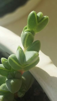 碧玉莲为啥养不过夏天呢 为什么碧玉莲难养