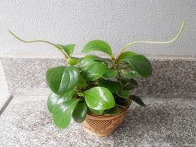 碧玉花的十大危害 碧玉的寓意和象征风水