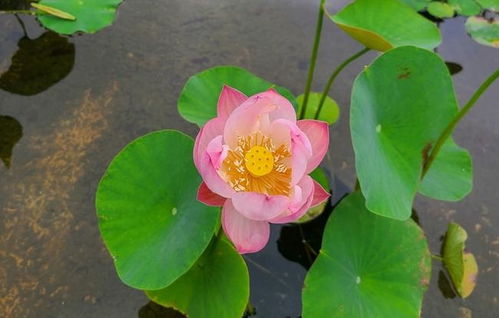碗莲第二年自己出吗 碗莲一年开几次花
